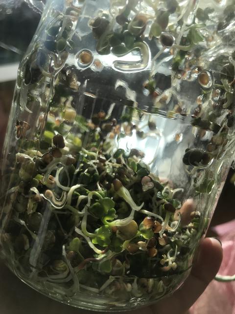 Der "Sprossengarten" im Glas. Wenn ein professioneller Sprossenzüchter unter unseren Lesern sein sollte - ich freue mich über Tipps ;-)