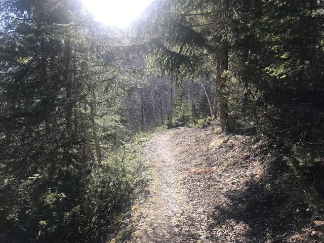 "Social Distancing" - Kein Problem bei einer kleinen Runde im Wald.