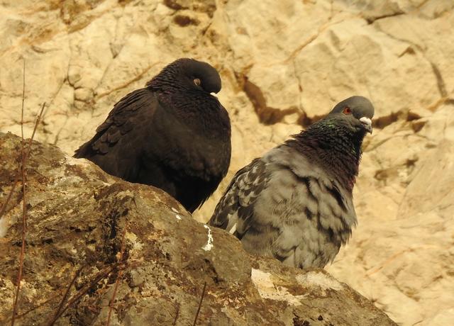 Ganz weit oben in den Felsen fühlen sich die Felsentauben sogar so sicher, dass sie frei auf einem Sonnenplätzchen sitzen. Es braucht schon ein gutes Zoom um sie "runter zu holen"