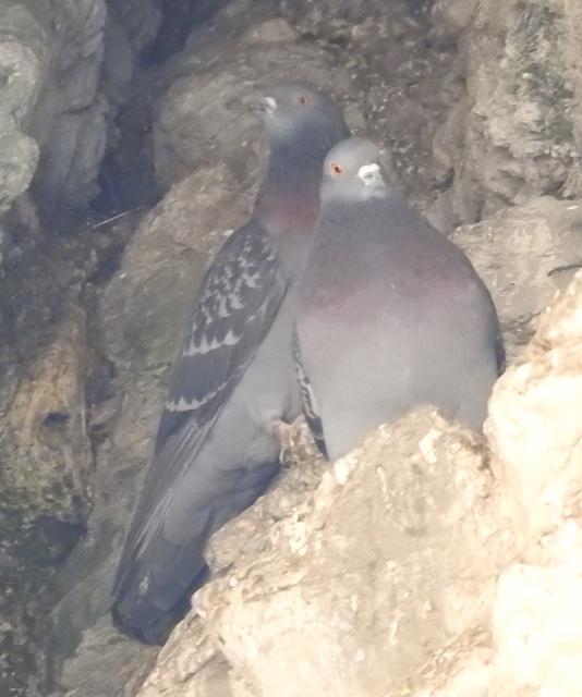Wer das Zigeunerloch nach Tauben absucht, braucht schon etwas Geduld um an einer Bewegung in einer dunklen Ecke zu bemerken, dass dort Tauben sind.
Dann gilt es den Fotoapparat zu überlisten, dass er richtig belichtet und die Tauben zeigt, die das freie Auge kaum sieht.