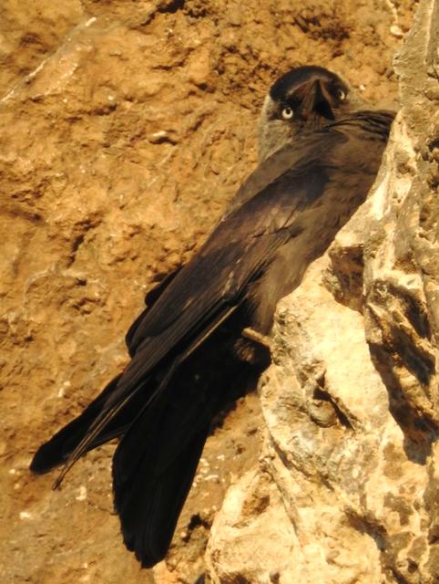 Die Dohlen sitzen aber auch in den Felsen. Wirkt aber nicht so elegant wie auf den Ästen.