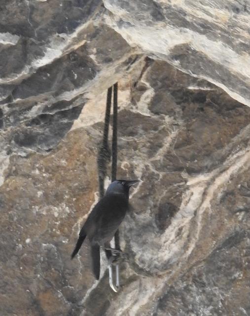 aber auch die Haken und Seile in den überhängenden Felsen werden von den Dohlen genutzt. Auf diesen bleiben sie aber nicht sehr lange.
