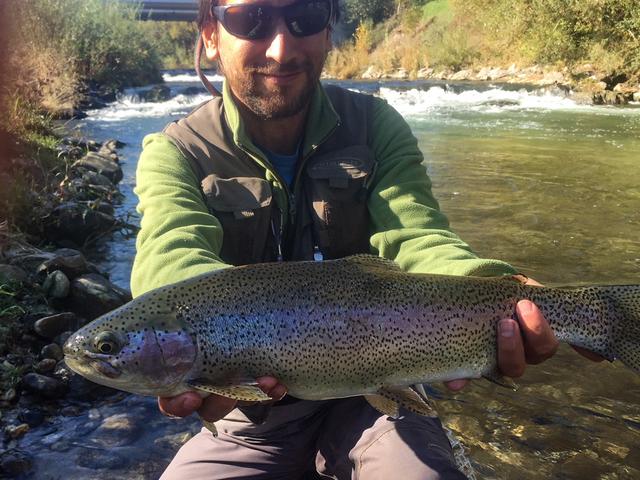 Eine prächtige Regenbogenforelle. Ab einem Maß von ungefähr 26 cm dürfen Fische aus der Schwarza entnommen werden.