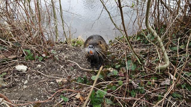 Wahrscheinlich war die Nutria enttäuscht, dass sie von uns kein Futter erhielt!