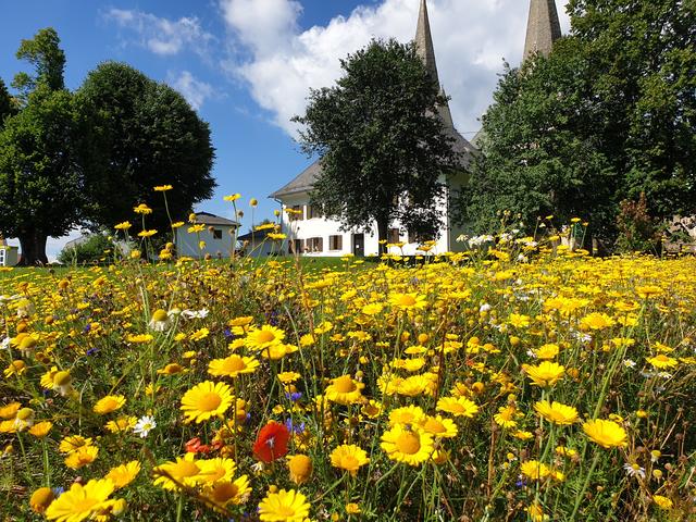 Eine von vielen Gemeinden, welche ihre Grünflächen teilweise in Bienenwiesen verwandelt hat, ist Diex. Das freut nicht nur die Insekten, sondern ist auch etwas fürs Auge. | Foto: Maschinenring Kärnten