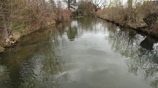 Ort des Geschehens = Gramatneusiedl bei der ersten Piestingmündung in die Fischa: Bildbericht "Nutrias, kleine Sumpfbiber in Gramatneusiedl" 