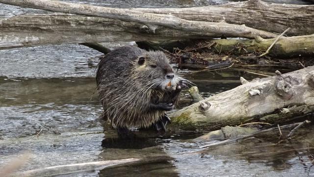 Ich habe noch eine Überraschung für Euch! ... Es ist mir geglückt, eine Nutria bei ihrer Schönheitspflege ;-)) zu beobachten! ... (Gesonderter Bildbeitrag)! 