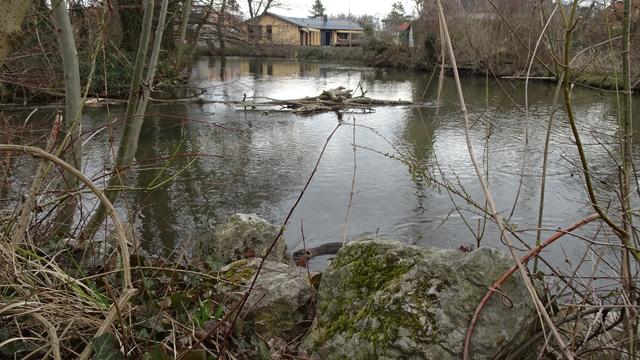 Rechts hinten im Bild die erste Mündung der Piesting in die Fischa, in der Mitte die vermutliche Nutriabehausung, vorne mittig zwischen den Felsen ein Jungtier!