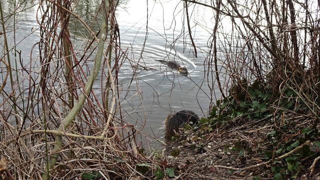 Eine Nutria-Mutter mit ihren Jungen ...