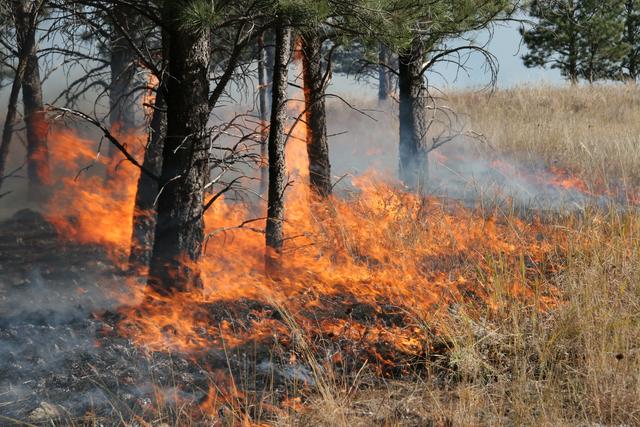 Im Bezirk Schärding herrscht aktuell Waldbrandgefahr, wie die Bezirkshauptmannschaft informiert (Symbolbild).
 | Foto: Foto: Bill Gabbert/Fotolia