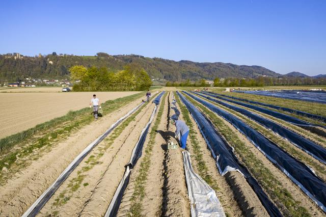 Laut Josef Berner erfüllen nicht viele Freiwillige die Erfordernisse hinsichtlich Produktivität, Ausdauer, Beschäftigungsdauer oder der körperlichen Eignung. | Foto: Biohof Berner