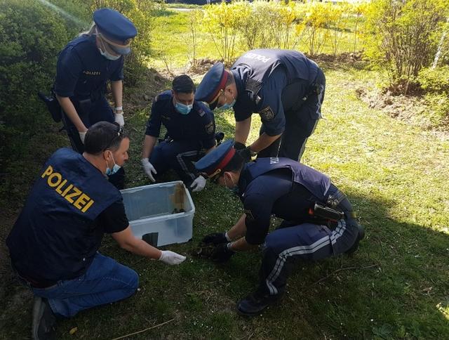 Die Polizisten sammelten die elf Kücken und ihre Mutter in eine Transportbox. | Foto: LPD Wien
