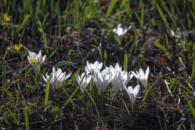 Bild 2218: weiße Krokusinsel