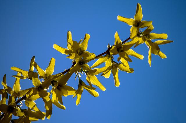 Bild 6317: Forsythie  | Foto: © by Ing. Günter Kramarcsik