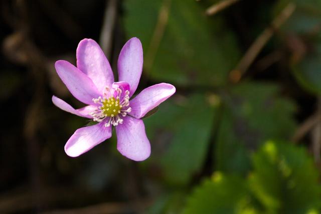 Bild 6255: rosa Leberblümchen | Foto: © by Ing. Günter Kramarcsik
