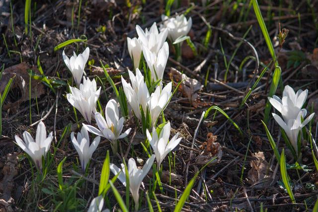 Bild 2219: weißer Krokus | Foto: © by Ing. Günter Kramarcsik