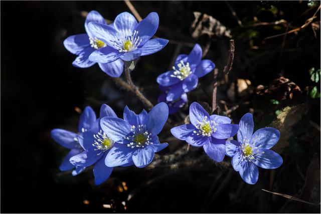 Bild 8442: blaue Leberblümchen | Foto: © by Ing. Günter Kramarcsik