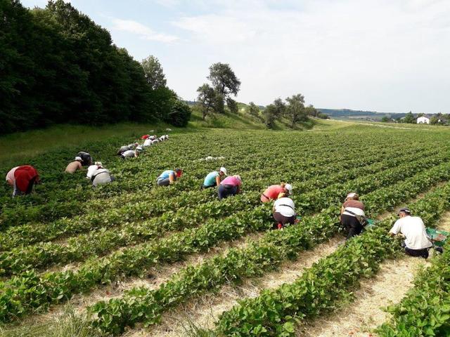 Die Beerenplantage der Familie Mayer, vulgo Grubmühle, in Eferding ist auf der Suche nach 25 Vollzeit-Erntehelfer für die gesamte Saison. | Foto: Dietmar Mayer