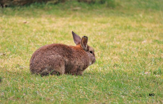 Die Osterhasen laufen im Park