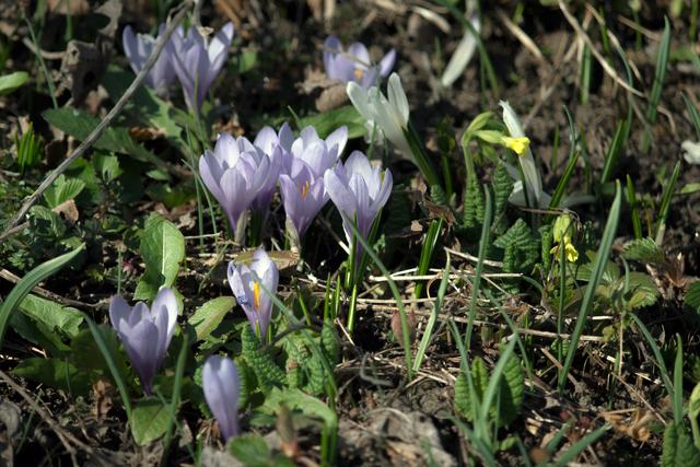 Bild 2229: Hellblauer Krokus | Foto: © by Ing. Günter Kramarcsik