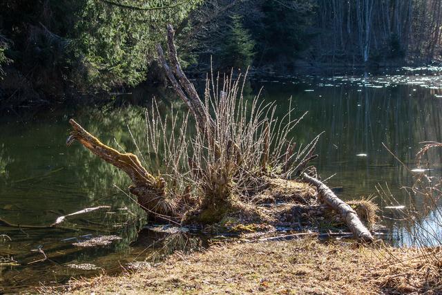 Bild 2239: urige Weiher- Idylle. Ist einer meiner Kraftplätze.  | Foto: © by Ing. Günter Kramarcsik