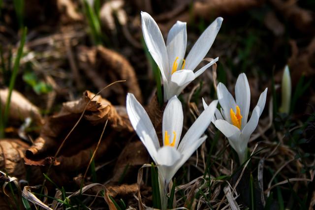 Bild 3130: weißer Krokus | Foto: © by Ing. Günter Kramarcsik