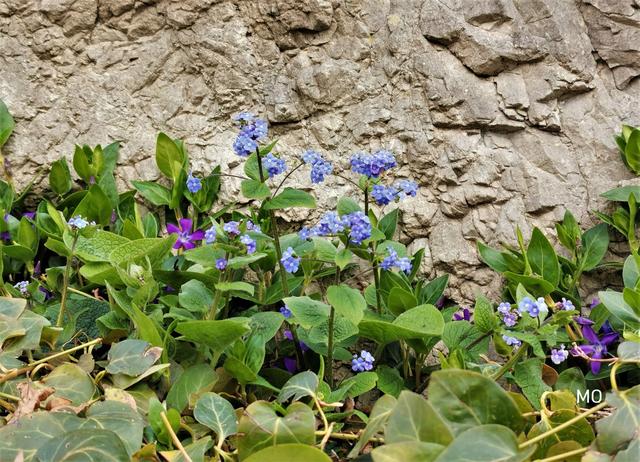 Vergissmeinnicht Blume