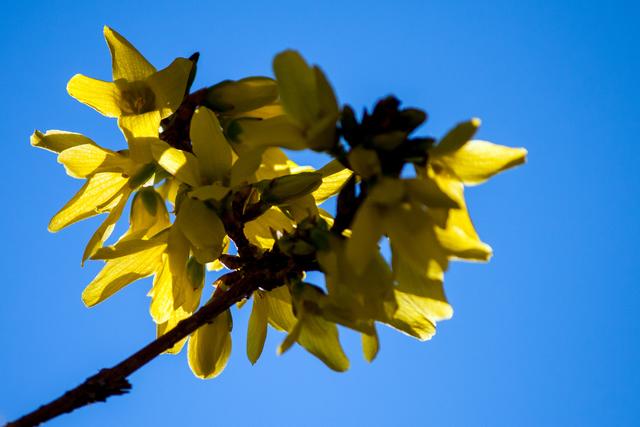 Bild 2214: Forsythie  | Foto: © by Ing. Günter Kramarcsik