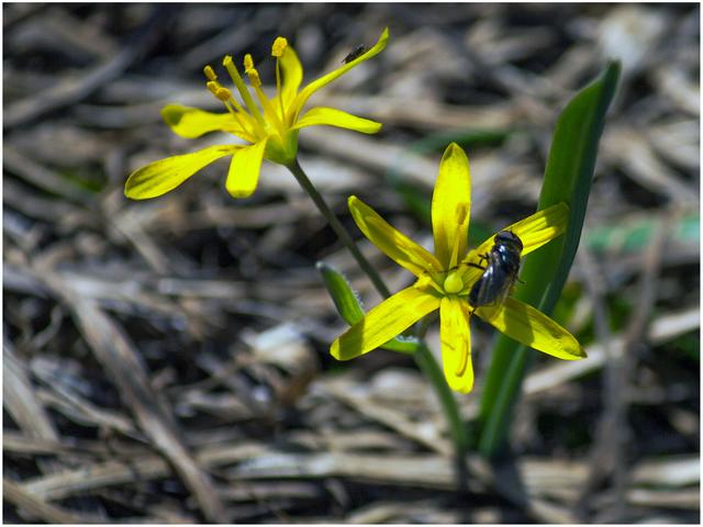 Bild 6162: Hier bin ich mir eher sicher, dass es der "Gemeine Gelbstern" ist und nicht der "gelbe Ackerstern" oder sollte ich mich hier getäuscht haben? | Foto: © by Ing. Günter Kramarcsik