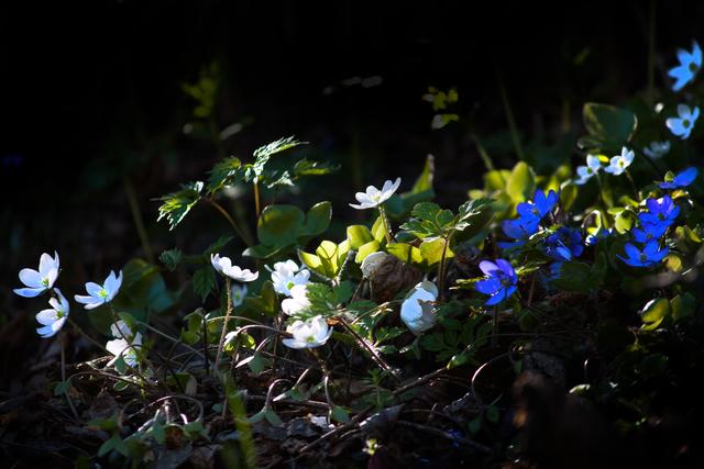 Bild 6258: weiße und blaue Leberblümchen (auch Märzenblümchen genannt) | Foto: © by Ing. Günter Kramarcsik