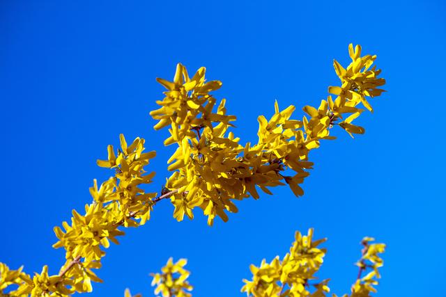 Bild 6247: Forsythie  | Foto: © by Ing. Günter Kramarcsik
