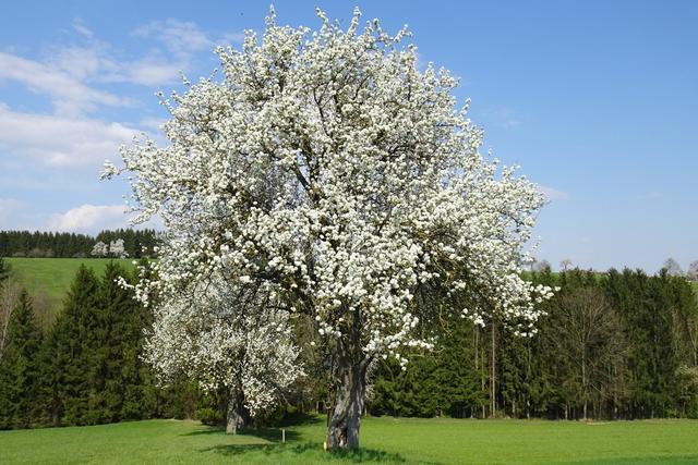Im Mostviertel stehen die Birnbäume jetzt in Hochblüte.