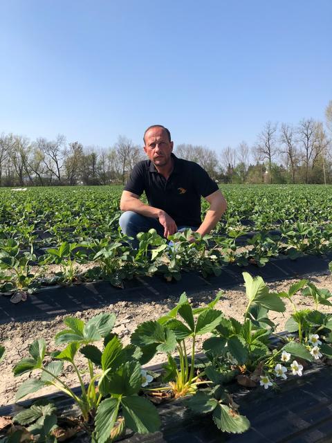 Dietmar Mayer von der Eferdinger Beerenplantage Mayer braucht, wie viele Obst- und Gemüsebauern, Personal, das Vollzeit sechs bis acht Wochen konstant, freiwillig und gerne durchhält, allwettertauglich ist und die körperlich anstrengende Arbeit schafft. | Foto: Dietmar Mayer