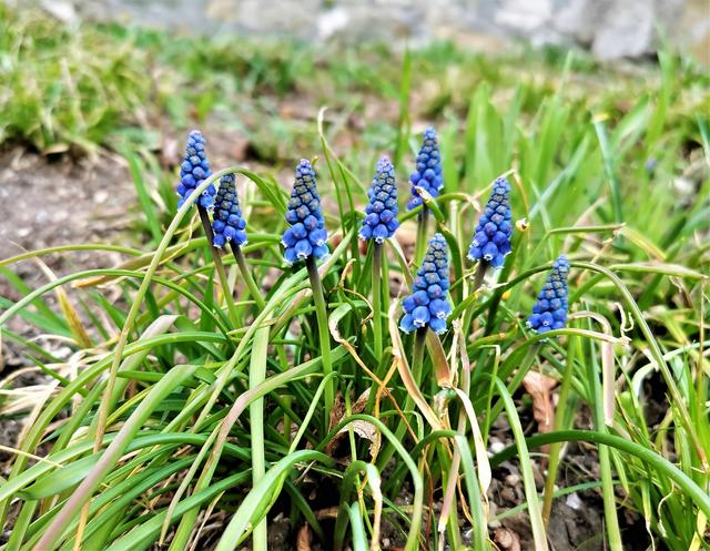 Frühling in Graz 2020