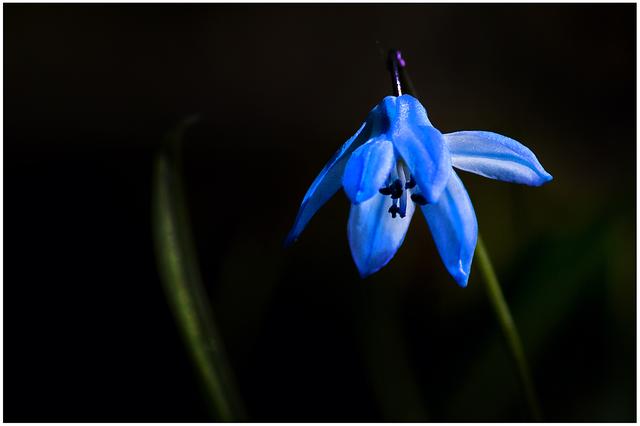 Bild 6289: Sibirischer Blaustern | Foto: © by Ing. Günter Kramarcsik