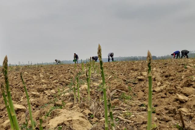 Für das Pflanzen, die Pflege und das Ernten von rund 40 verschiedenen Obst- und Gemüsesorten braucht es am Biohof Achleitner vielseitig einsetzbare Kräfte mit Erfahrung im Gemüsebau oder der Landwirtschaft. | Foto: Biohof Achleitner