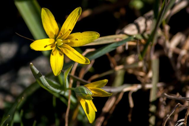 Bild 2216: Wer kann mir helfen? Ist diese Blume der gelbe Ackerstern oder handelt es sich um den gemeinen Gelbstern? | Foto: © by Ing. Günter Kramarcsik