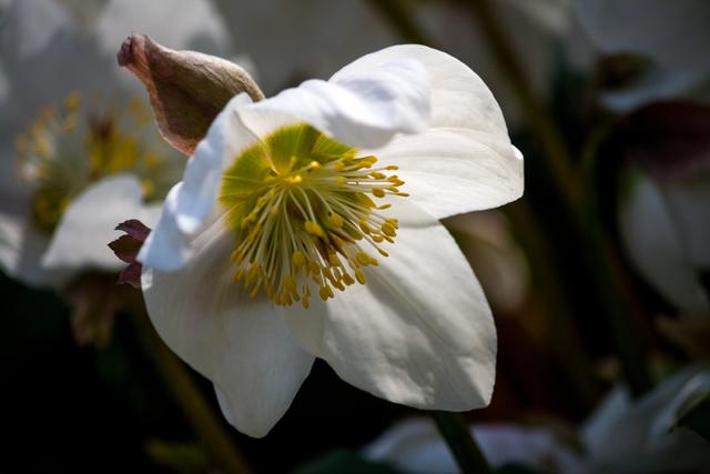 Bild 8478: Schneerose | Foto: © by Ing. Günter Kramarcsik