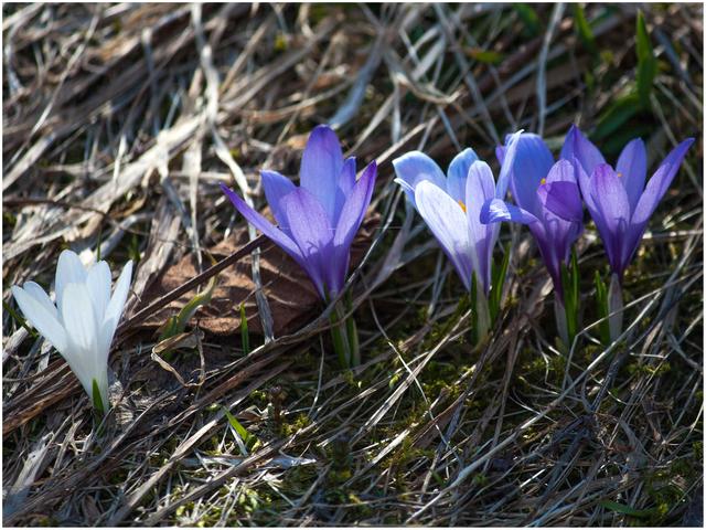 Bild 6145: Blauer und weißer Krokus | Foto: © by Ing. Günter Kramarcsik