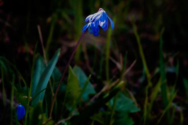 Bild 6249: Sibirischer Blaustern | Foto: © by Ing. Günter Kramarcsik