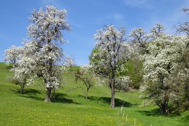 Unsere Heimat heißt nicht umsonst "Mostviertel"!