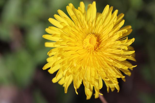 Löwenzahnblüte: Blüten u. Blätter:  Essbar
Vielseitig verwendbar:
Habe auch schon einmal Honig daraus gemacht.