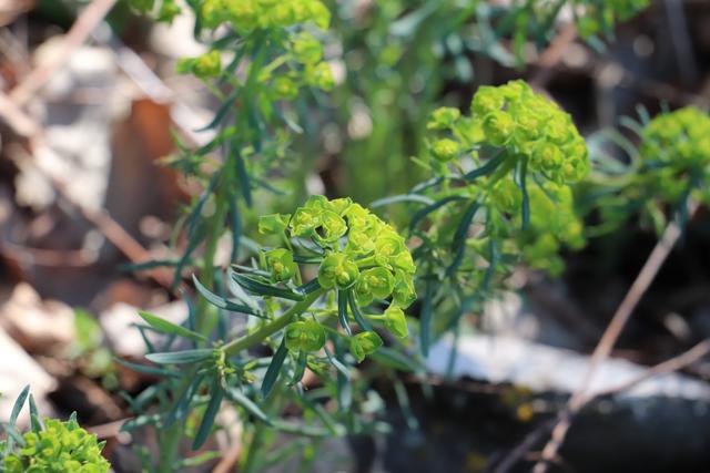 Wolfsmilchgewächs: da gibt es bis zu 2100 Arten, wo viele davon giftig sind. Ein wunderbares Motiv, vom Verzehr ist abzuraten..