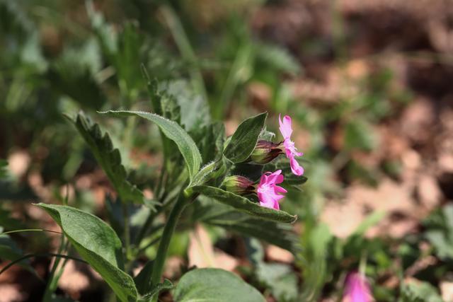Rote Lichtnelke, wir haben sie als Kinder immer Kuckucksblume genannt.
Anscheinend sind die Blätter und Blüten essbar:
Ich habe sie noch nie probiert.. ich finde sie einfach HÜBSCH.