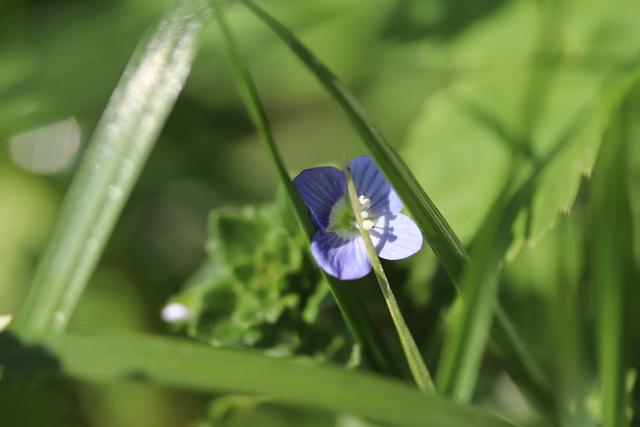 Blüte des Ehrenpreis: essbar
Aber sehr mühsam zu pflücken, da sie ja so klein sind..