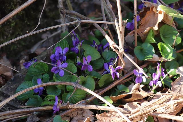 Hundsveilchen: die Blüten sind essbar und eine wunderbare Deko bei Gerichten