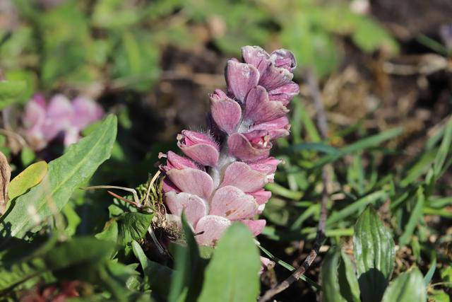Schuppenwurz: ein bizarres Gewächs, dass sein Leben unterirdisch fristet und man es nur sieht, wenn es blüht.
Es ist ein Parasit der unterirdisch verzweigt ist und ein bis zu 2 Meter langes Rhizom (Sprossachsensystem) ausbilden kann.  ich find sie interessant und freu mich immer, wenn ich diese aussergeöhnlichen Blüten entdecke.