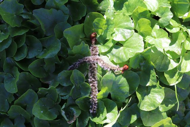 Die Blätter des Scharbockskraut sind essbar, bevor sie gelb blühen.
Auf meinem Bild hat die Natur hat ein "Oster-Kreuz" aus den Blüten einer Zitter-Pappel gelegt. Ich fand das schön.