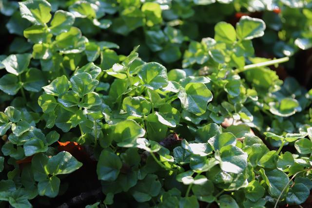 Echte Brunnenkresse: ein sehr scharfes, gesundes Kräuter`l.