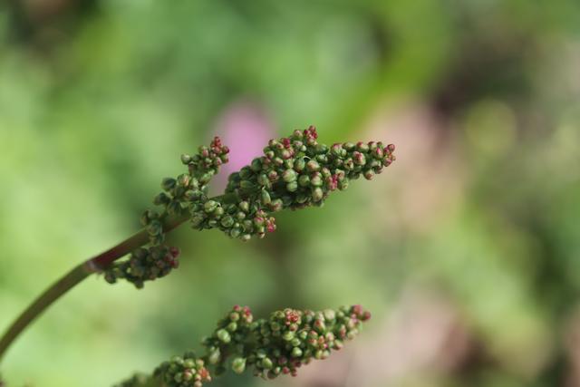 Blütenknospen des Wiesen-Saurampfer: würziges Kraut
deren Blätter ich bis jetzt nur im vorbeigehen genossen habe. Man hat ein "Saurampfer-Gesicht"....lach. Haben wir als Kinder schon gerne gegessen.